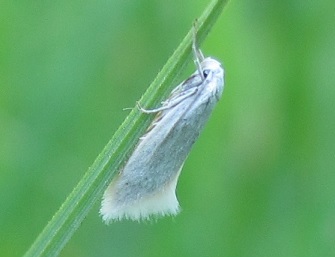 Elachista argentella? S